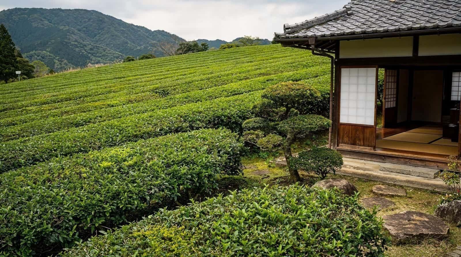 A day trip to Uji for matcha lovers — A realistic one-day Uji itinerary for matcha lovers — Byodo-in, a tea-focused wo