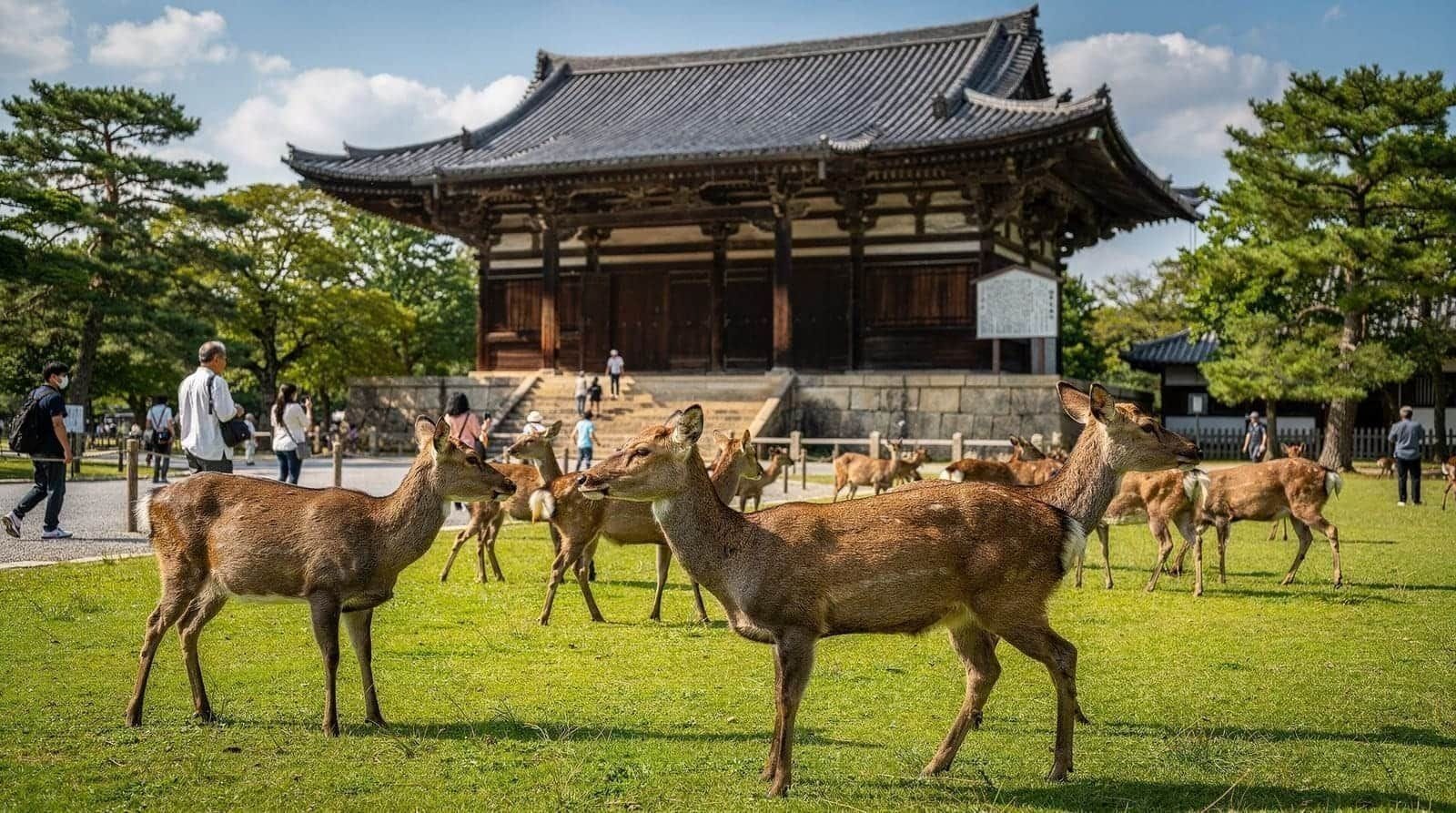 Nara: Nara deer temples hidden lanes walk