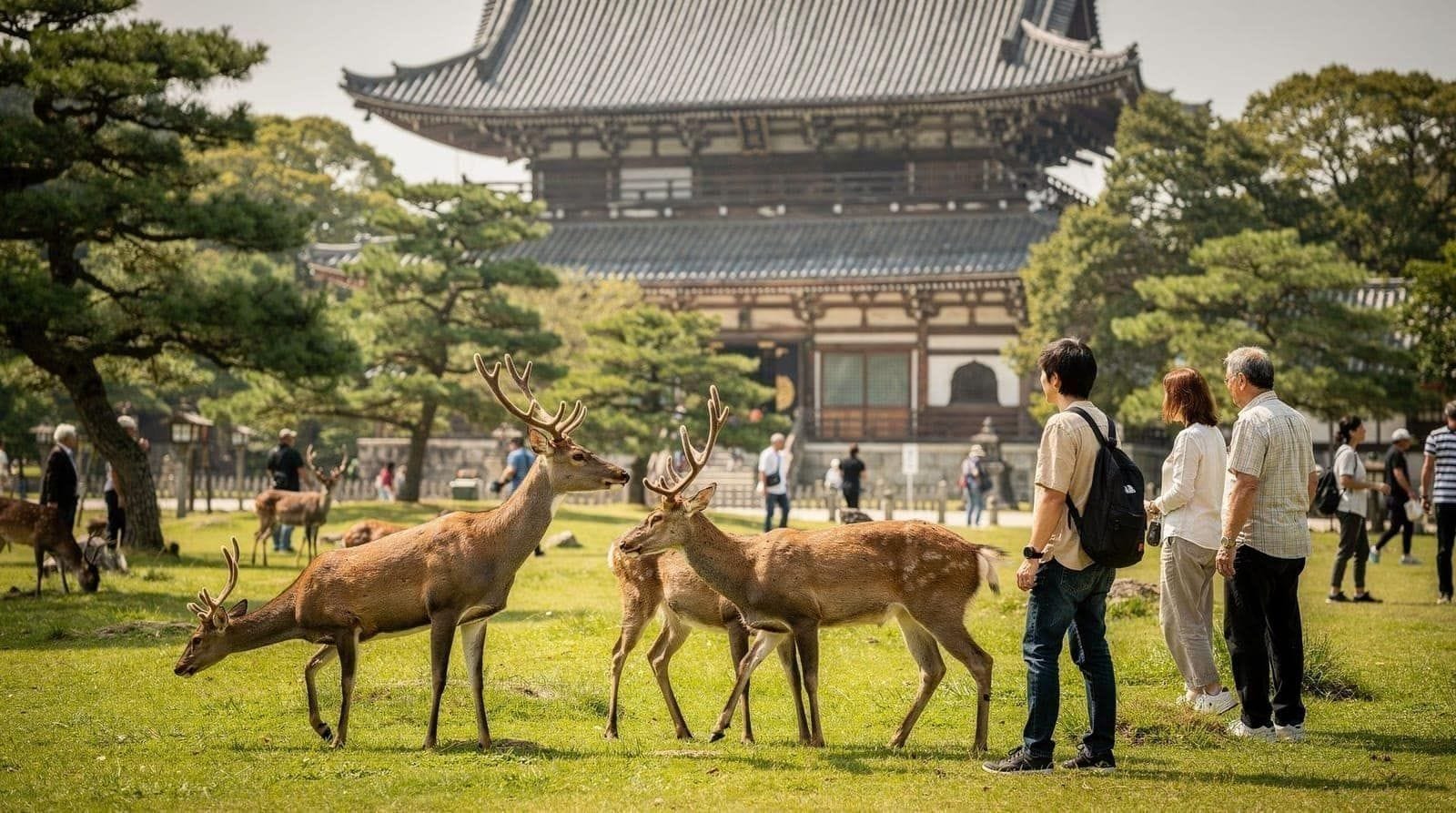 Nara: Nara half day private tour 4 spots deer park