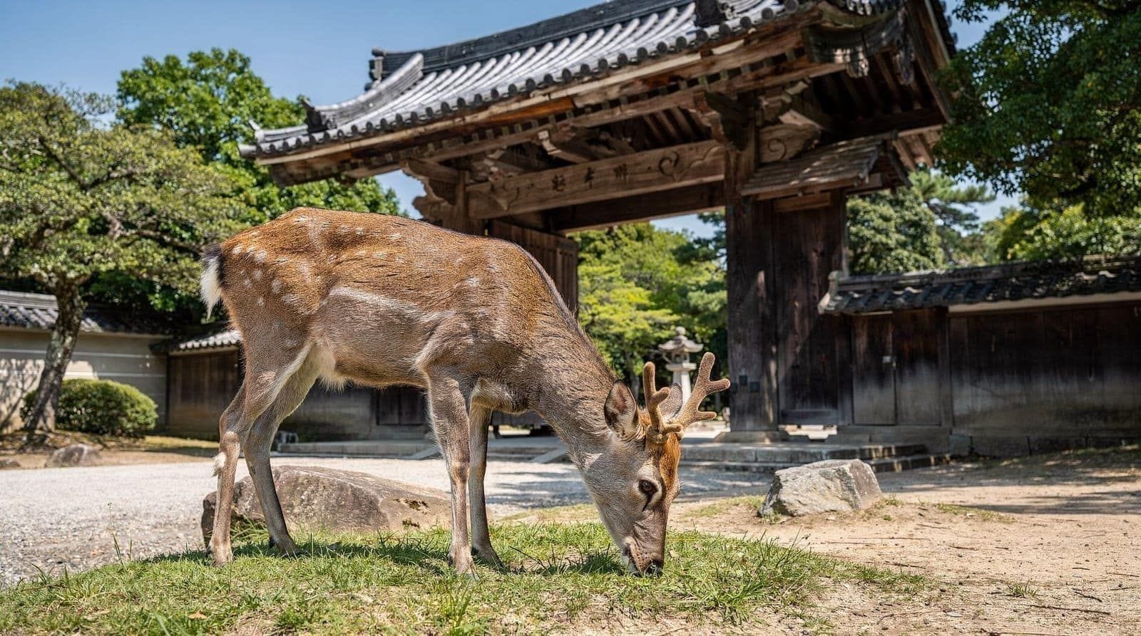 Osaka to Nara day trip guide — A realistic Osaka to Nara day trip plan — train options, deer park timing, and h