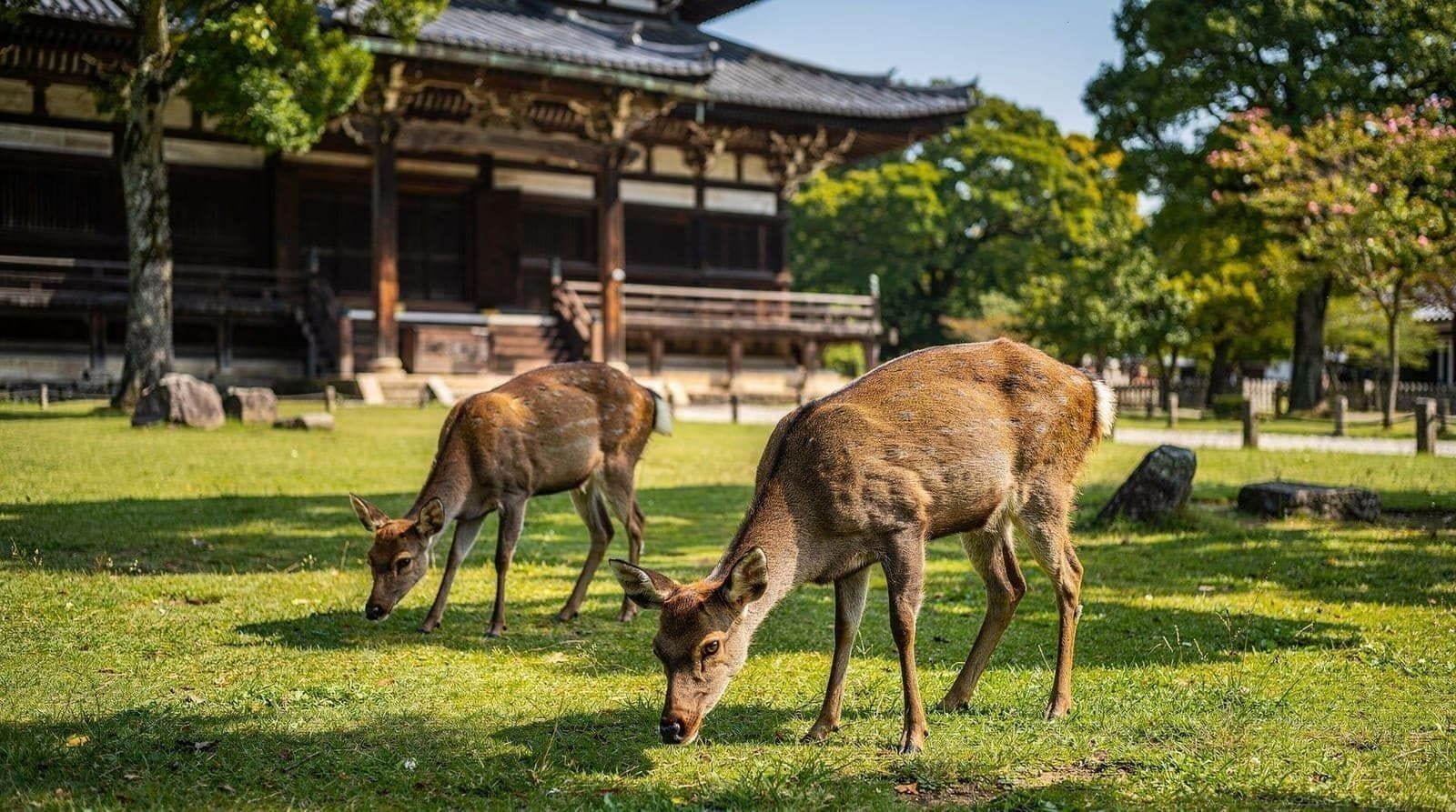 Nara day trip from Osaka — 1 days — easy — budget